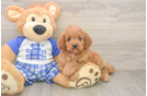 Adorable Cavalier King Charles Spaniel and Poodle Mix Poodle Mix Puppy