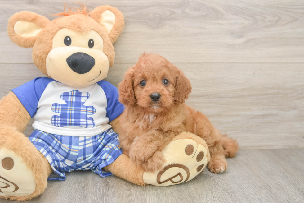 Adorable Cavalier King Charles Spaniel and Poodle Mix Poodle Mix Puppy