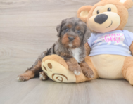 8 week old Cavapoo Puppy For Sale - Windy City Pups