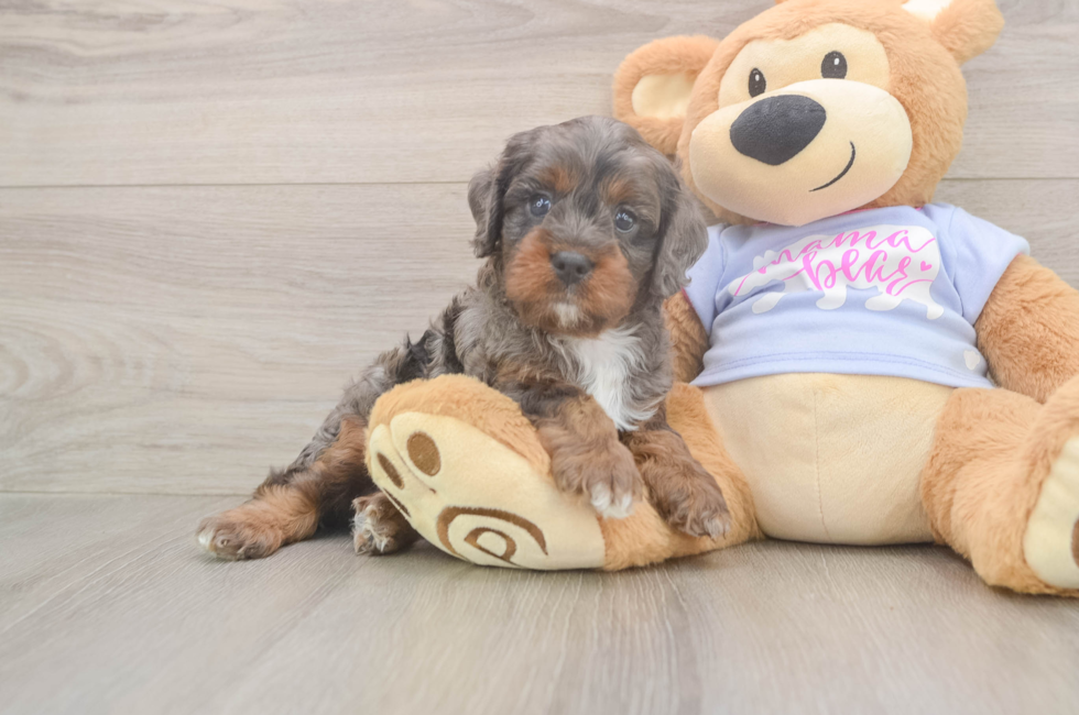 7 week old Cavapoo Puppy For Sale - Windy City Pups