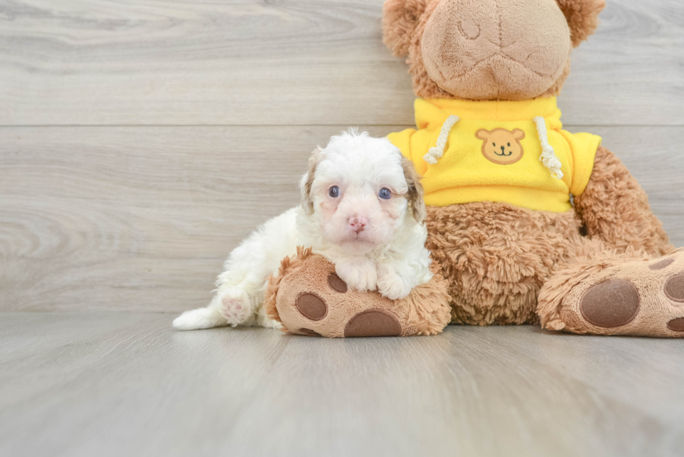 Cavapoo Pup Being Cute