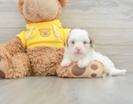 9 week old Cavapoo Puppy For Sale - Windy City Pups