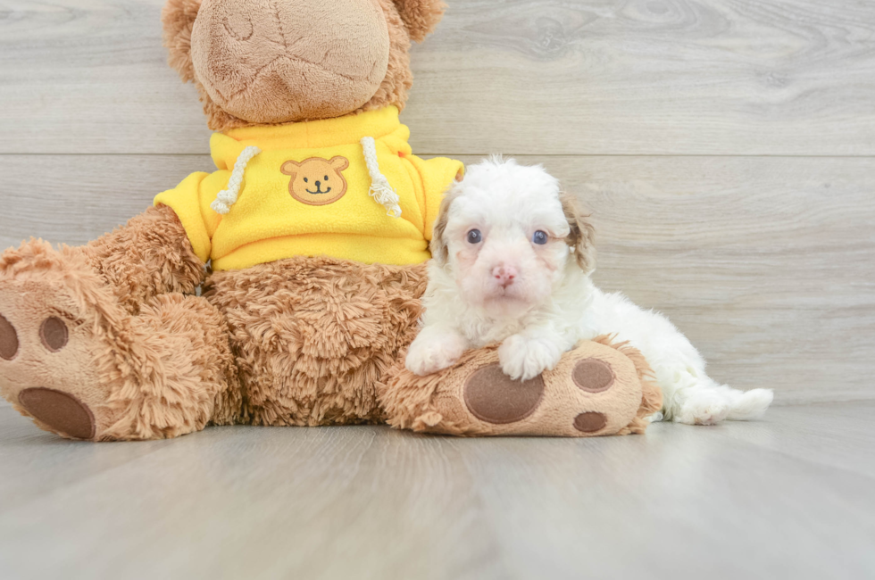 8 week old Cavapoo Puppy For Sale - Windy City Pups