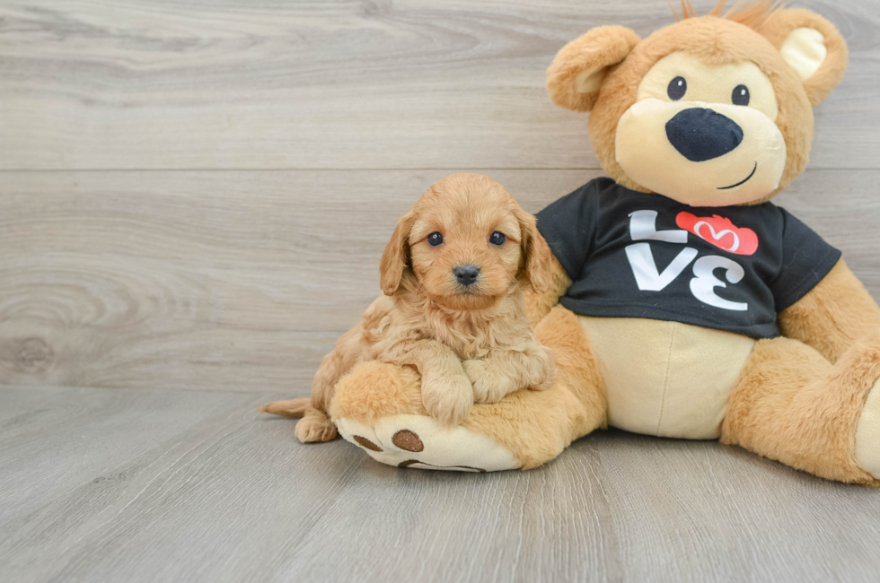 5 week old Cavapoo Puppy For Sale - Windy City Pups