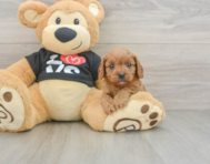 8 week old Cavapoo Puppy For Sale - Windy City Pups