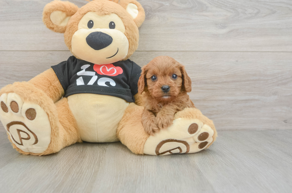 6 week old Cavapoo Puppy For Sale - Windy City Pups
