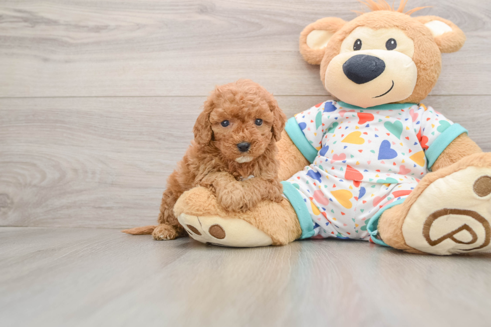 Cavapoo Puppy for Adoption