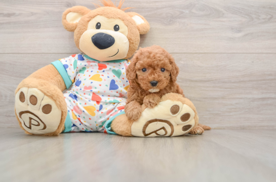 Cavapoo Puppy for Adoption