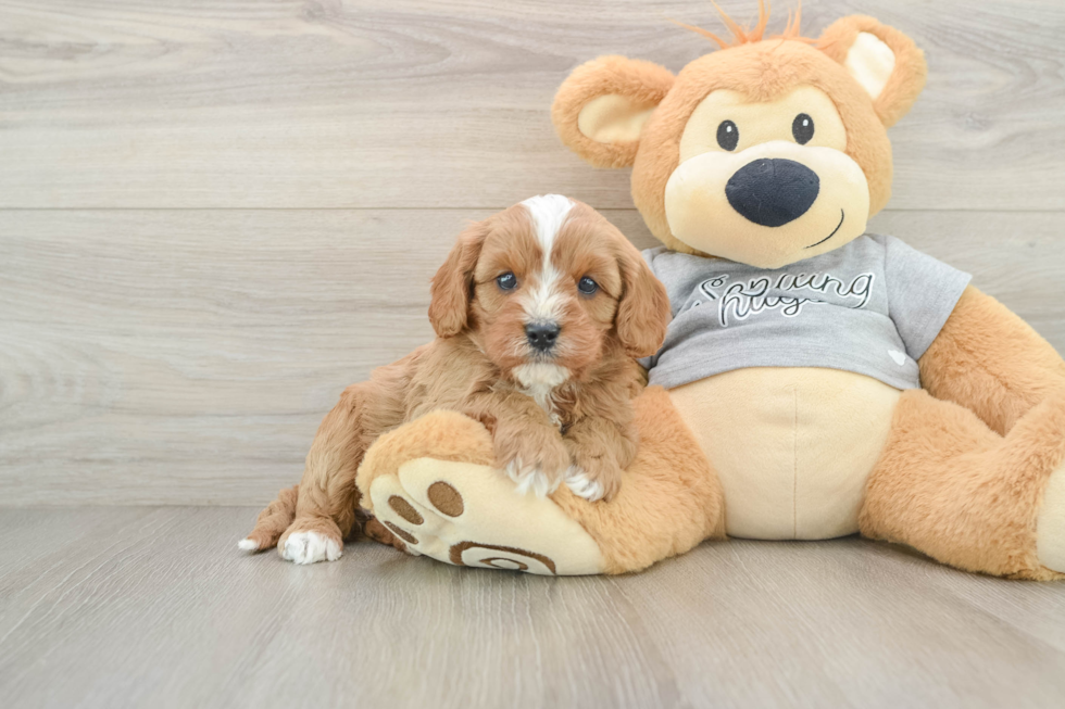 Cavapoo Puppy for Adoption