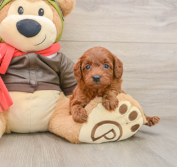 7 week old Cavapoo Puppy For Sale - Windy City Pups