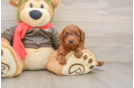 Friendly Cavapoo Baby