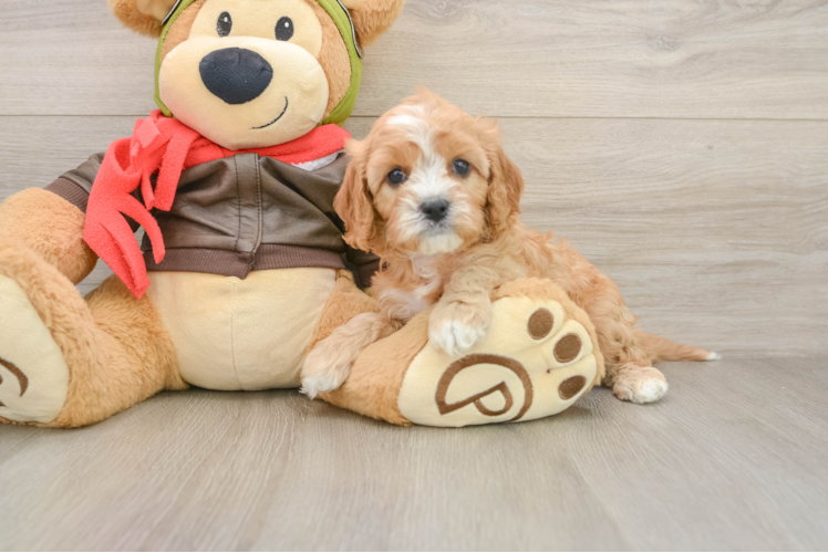 Hypoallergenic Cavadoodle Poodle Mix Puppy