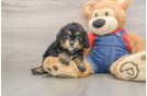 Cavapoo Pup Being Cute