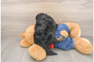 Energetic Cavoodle Poodle Mix Puppy