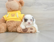 9 week old Cavapoo Puppy For Sale - Windy City Pups