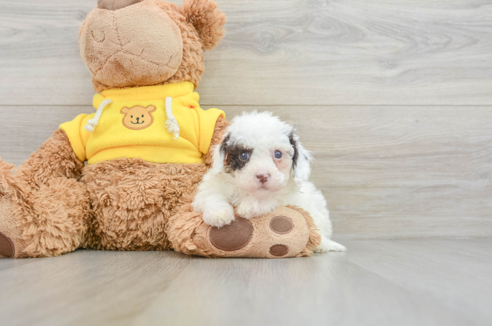 8 week old Cavapoo Puppy For Sale - Windy City Pups