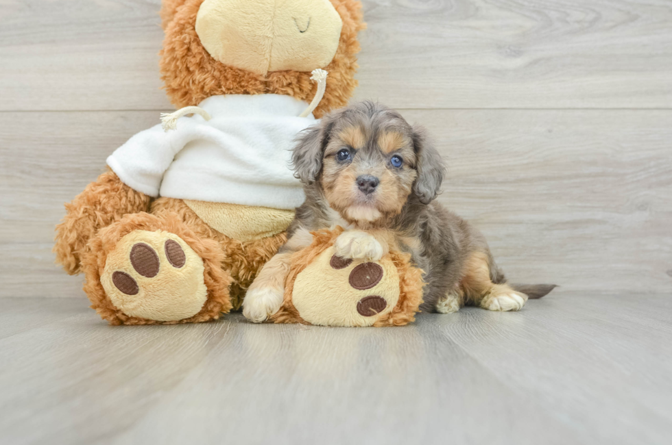 8 week old Cavapoo Puppy For Sale - Windy City Pups