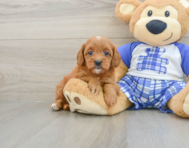 7 week old Cavapoo Puppy For Sale - Windy City Pups