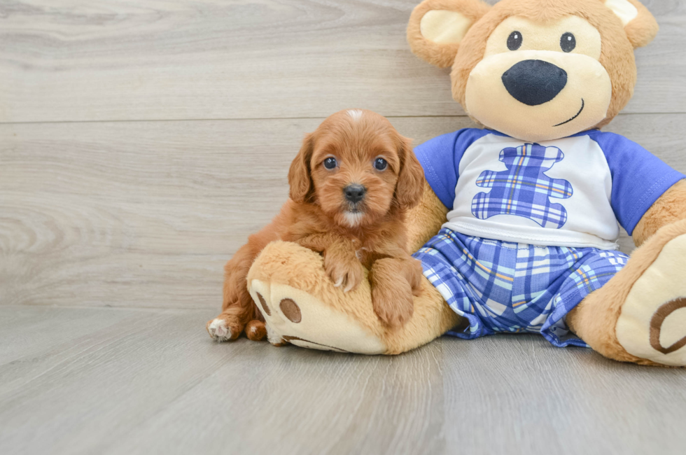 7 week old Cavapoo Puppy For Sale - Windy City Pups