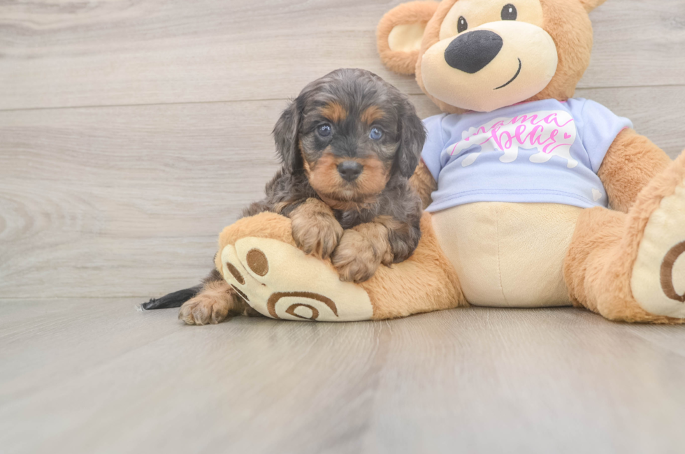 7 week old Cavapoo Puppy For Sale - Windy City Pups