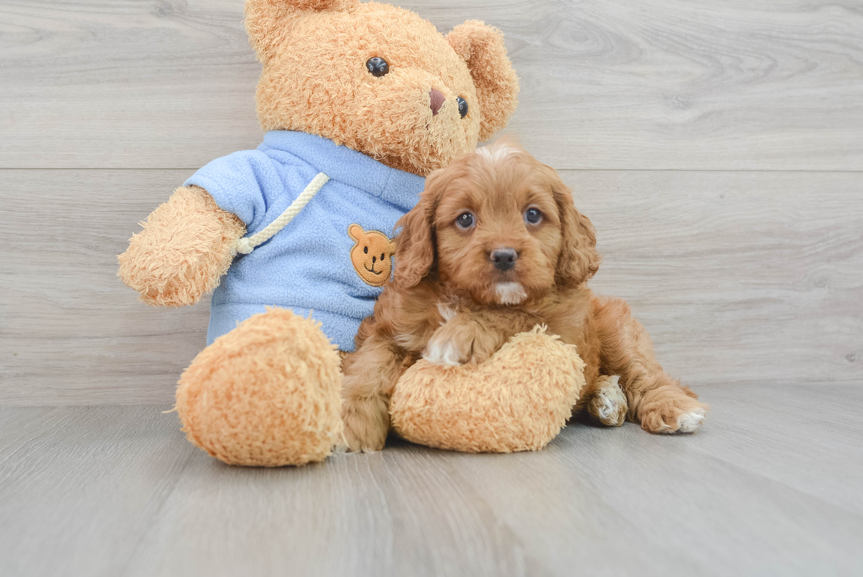 Popular Cavapoo Poodle Mix Pup