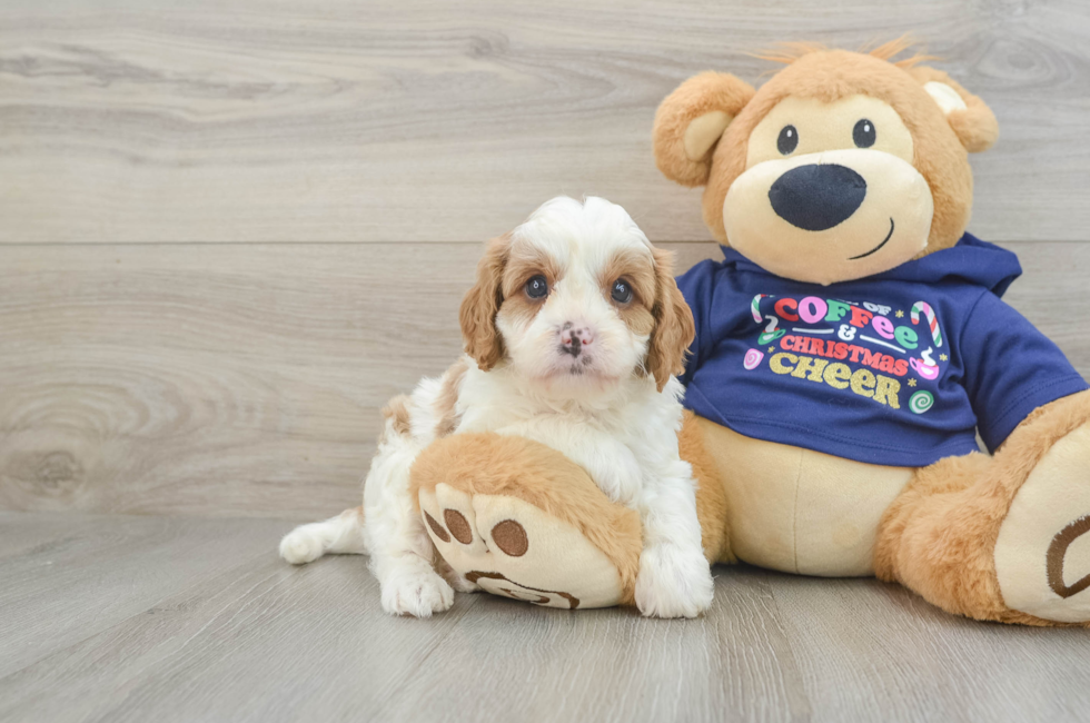 5 week old Cavapoo Puppy For Sale - Windy City Pups