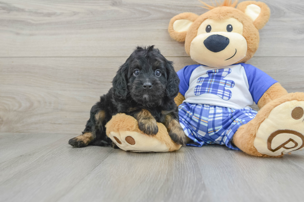 Fluffy Cavapoo Poodle Mix Pup