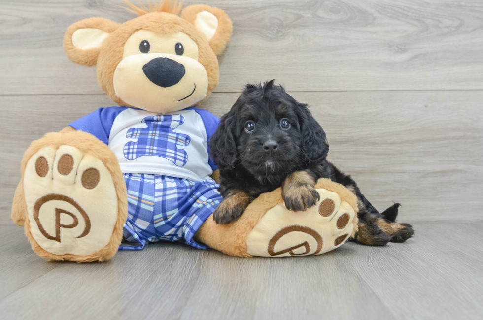 5 week old Cavapoo Puppy For Sale - Windy City Pups