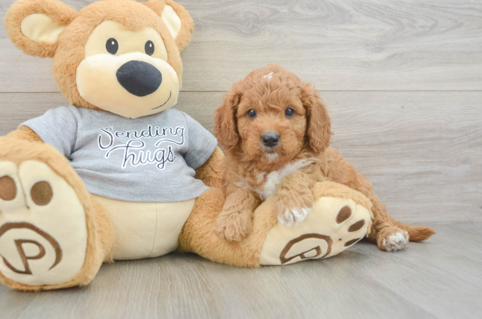 5 week old Cavapoo Puppy For Sale - Windy City Pups