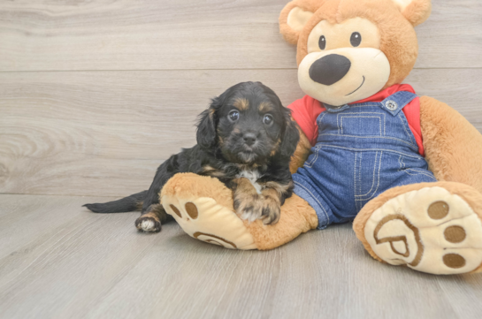 5 week old Cavapoo Puppy For Sale - Windy City Pups Best Cavapoo Baby