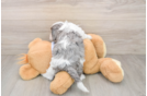 Energetic Cavoodle Poodle Mix Puppy