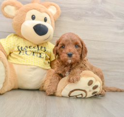 8 week old Cavapoo Puppy For Sale - Windy City Pups
