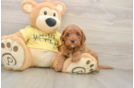 Cavapoo Pup Being Cute