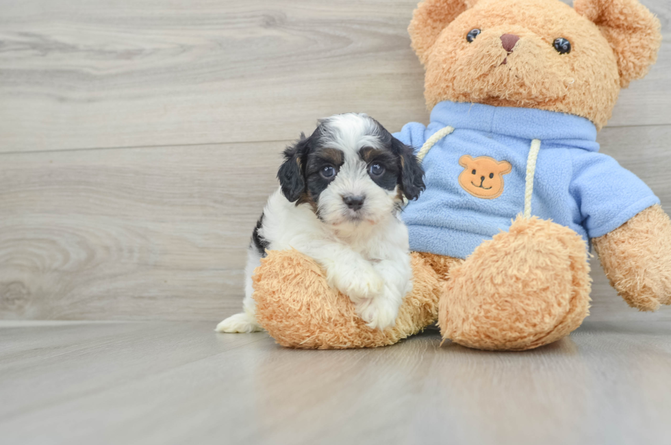 5 week old Cavapoo Puppy For Sale - Windy City Pups