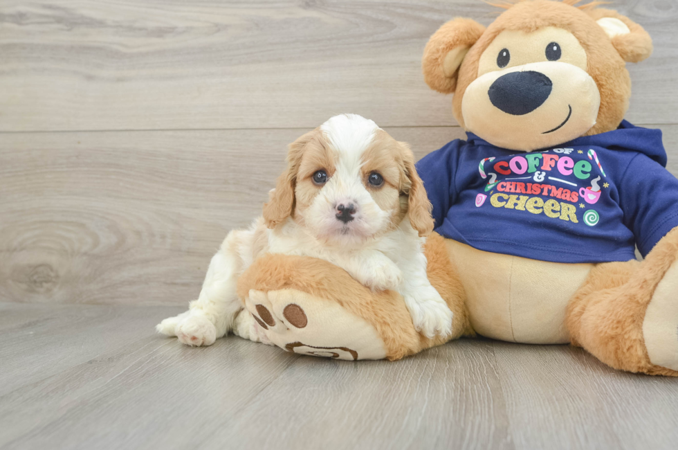 5 week old Cavapoo Puppy For Sale - Windy City Pups