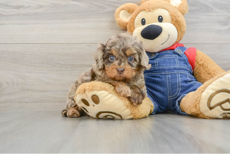 Cavapoo Puppy for Adoption