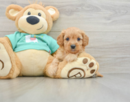 8 week old Cavapoo Puppy For Sale - Windy City Pups