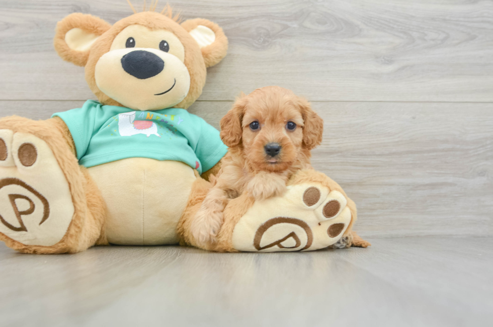 6 week old Cavapoo Puppy For Sale - Windy City Pups
