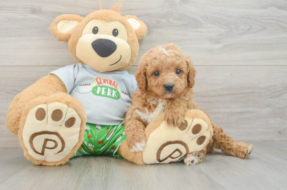 7 week old Cavapoo Puppy For Sale - Windy City Pups