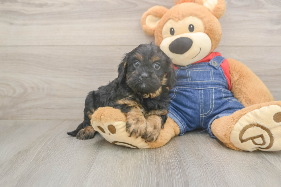 Meet Lee - our Cavapoo Puppy Photo  2/3 - Windy City Pups Small Cavapoo Baby