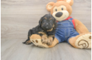 Meet Lee - our Cavapoo Puppy Photo  2/3 - Windy City Pups Small Cavapoo Baby