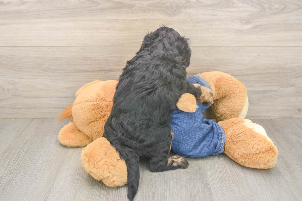 Meet Lee - our Cavapoo Puppy Photo  3/3 - Windy City Pups Hypoallergenic Cavadoodle Poodle Mix Puppy