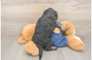 Meet Lee - our Cavapoo Puppy Photo  3/3 - Windy City Pups Hypoallergenic Cavadoodle Poodle Mix Puppy