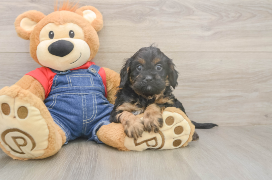5 week old Cavapoo Puppy For Sale - Windy City Pups Friendly Cavapoo Baby