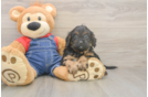 Meet Lee - our Cavapoo Puppy Photo  1/3 - Windy City Pups Friendly Cavapoo Baby