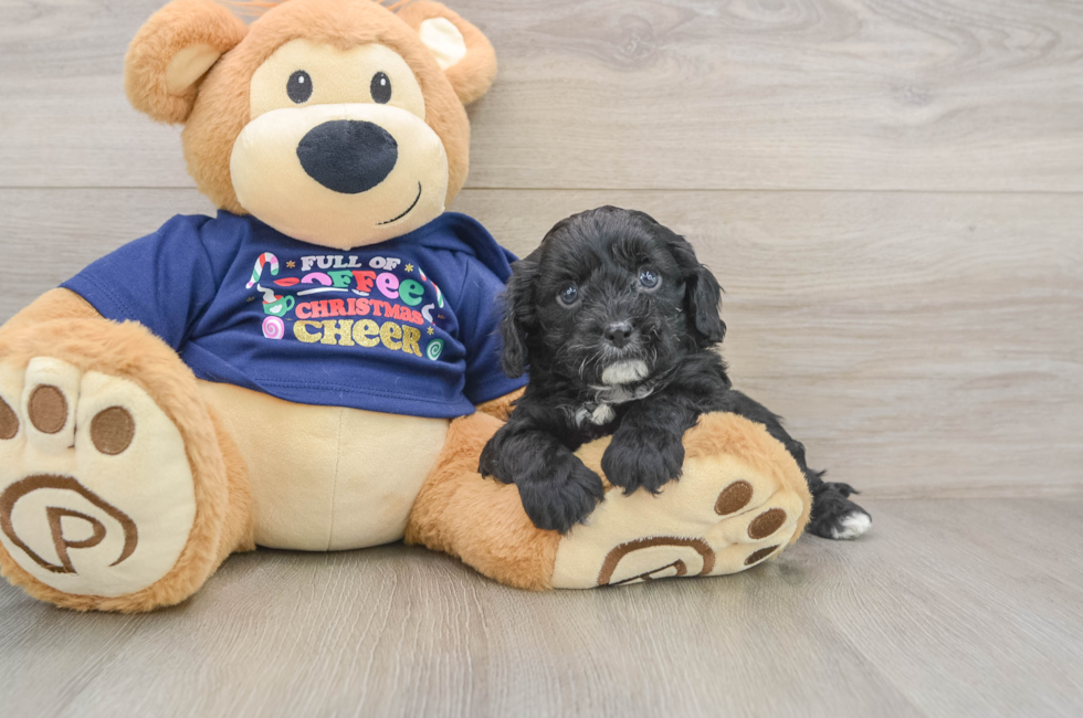 5 week old Cavapoo Puppy For Sale - Windy City Pups