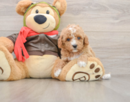 7 week old Cavapoo Puppy For Sale - Windy City Pups
