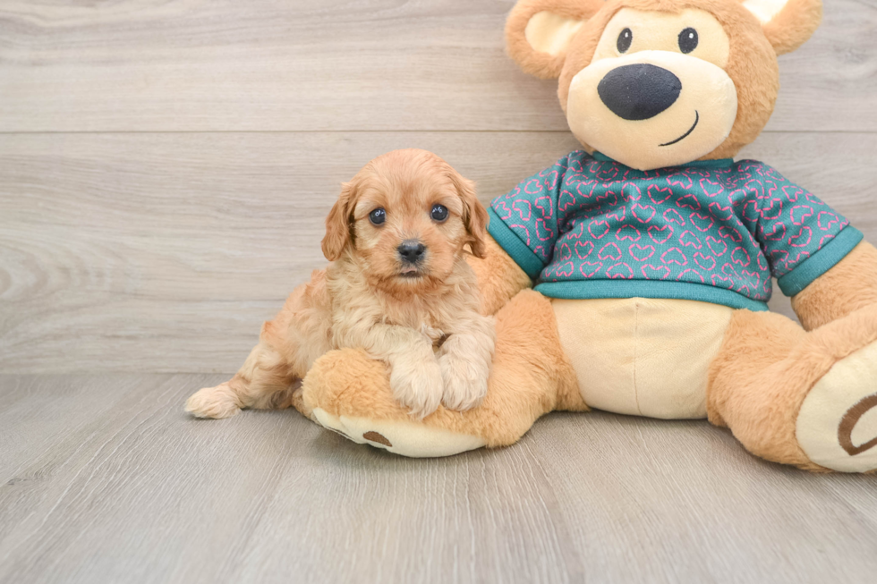 Best Cavapoo Baby