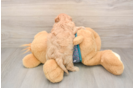 Small Cavapoo Baby
