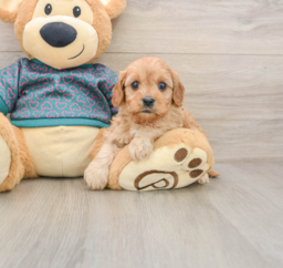 8 week old Cavapoo Puppy For Sale - Windy City Pups